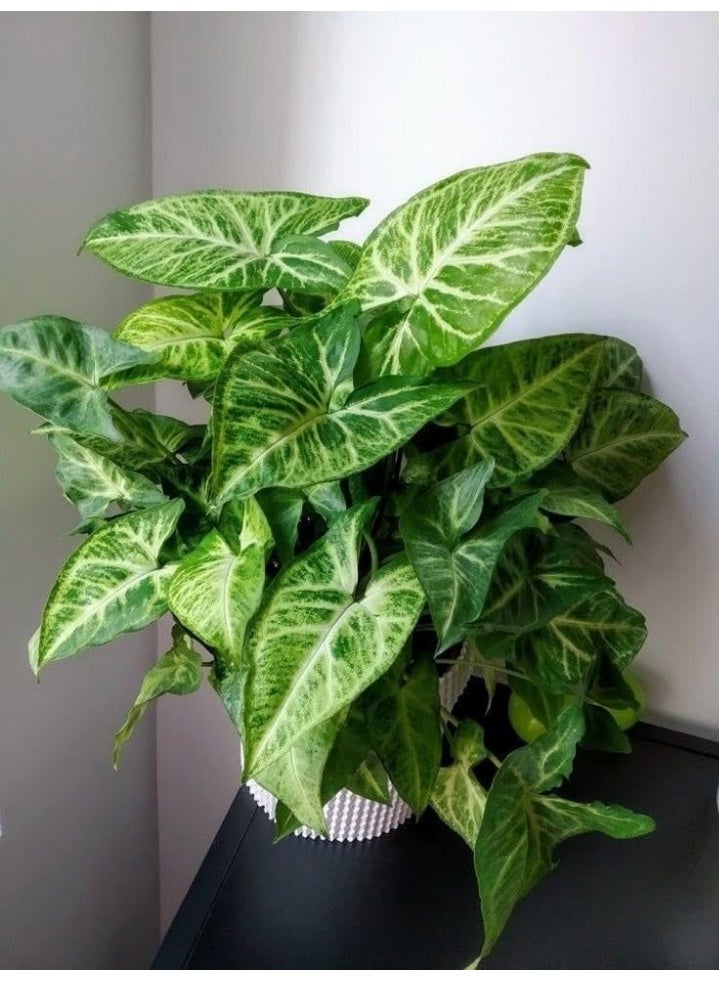 نبات سينجونيوم بودوفيلوم، نبات داخلي مورق، أوراق خضراء منقطة، نبات زينة للمنزل - Image 3